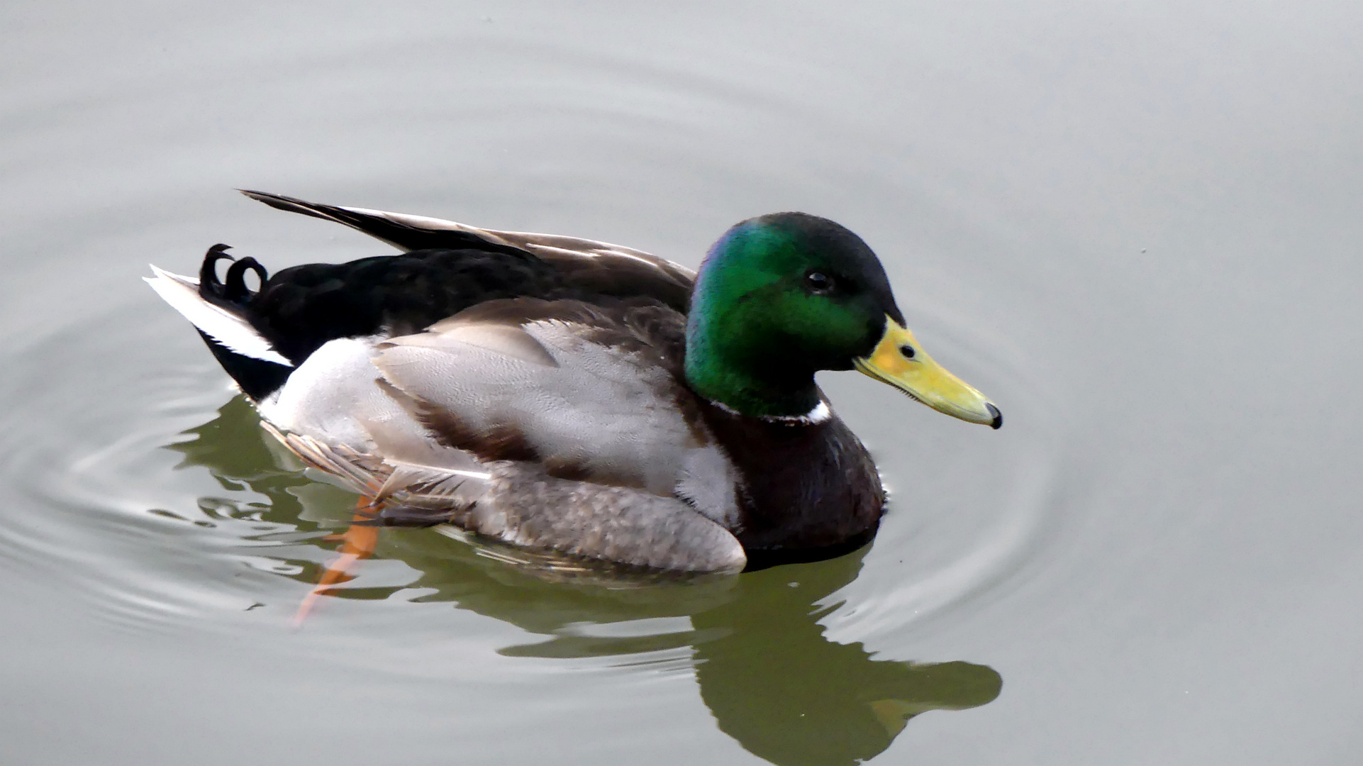 Ente im Spiegel