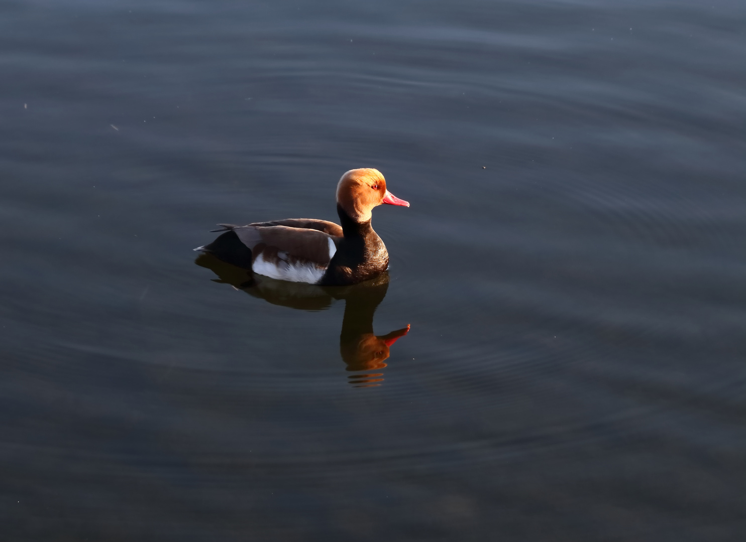 Ente im Spiegelbild