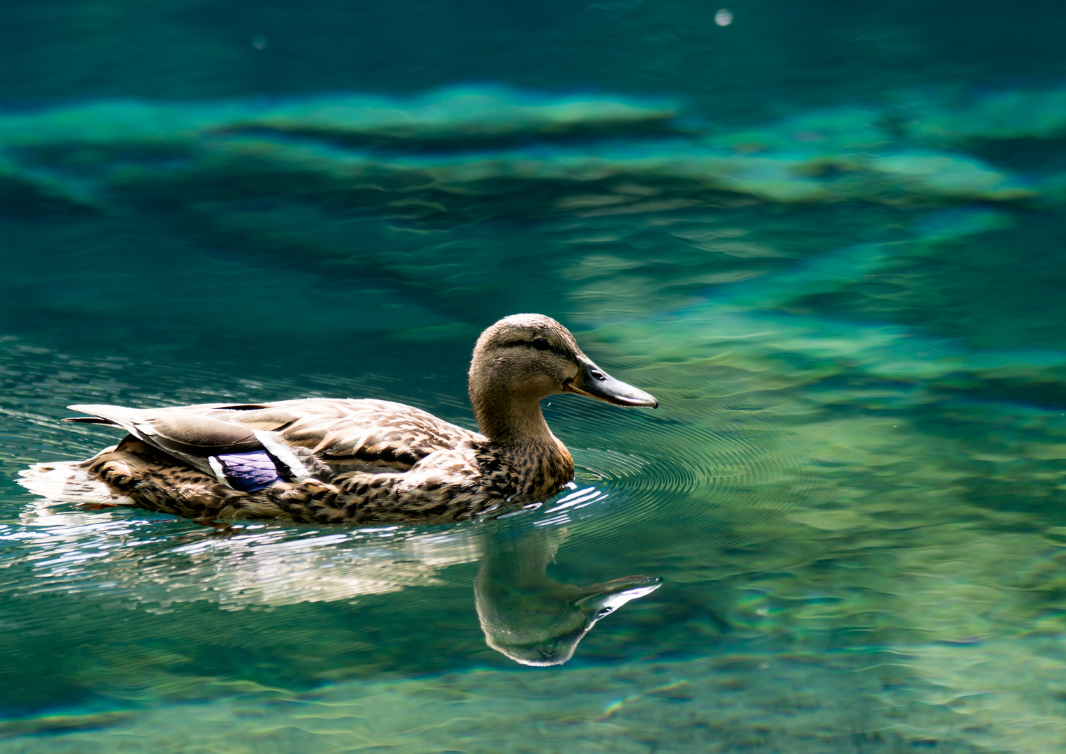 Ente im Spiegelbild