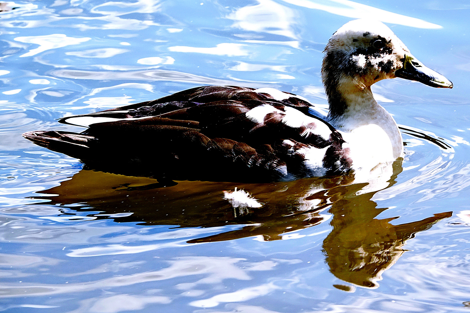 Ente im Spiegelbild