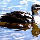 Ente im Spiegelbild