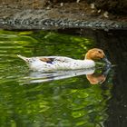 Ente im Spielbild