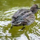 Ente im Sprint