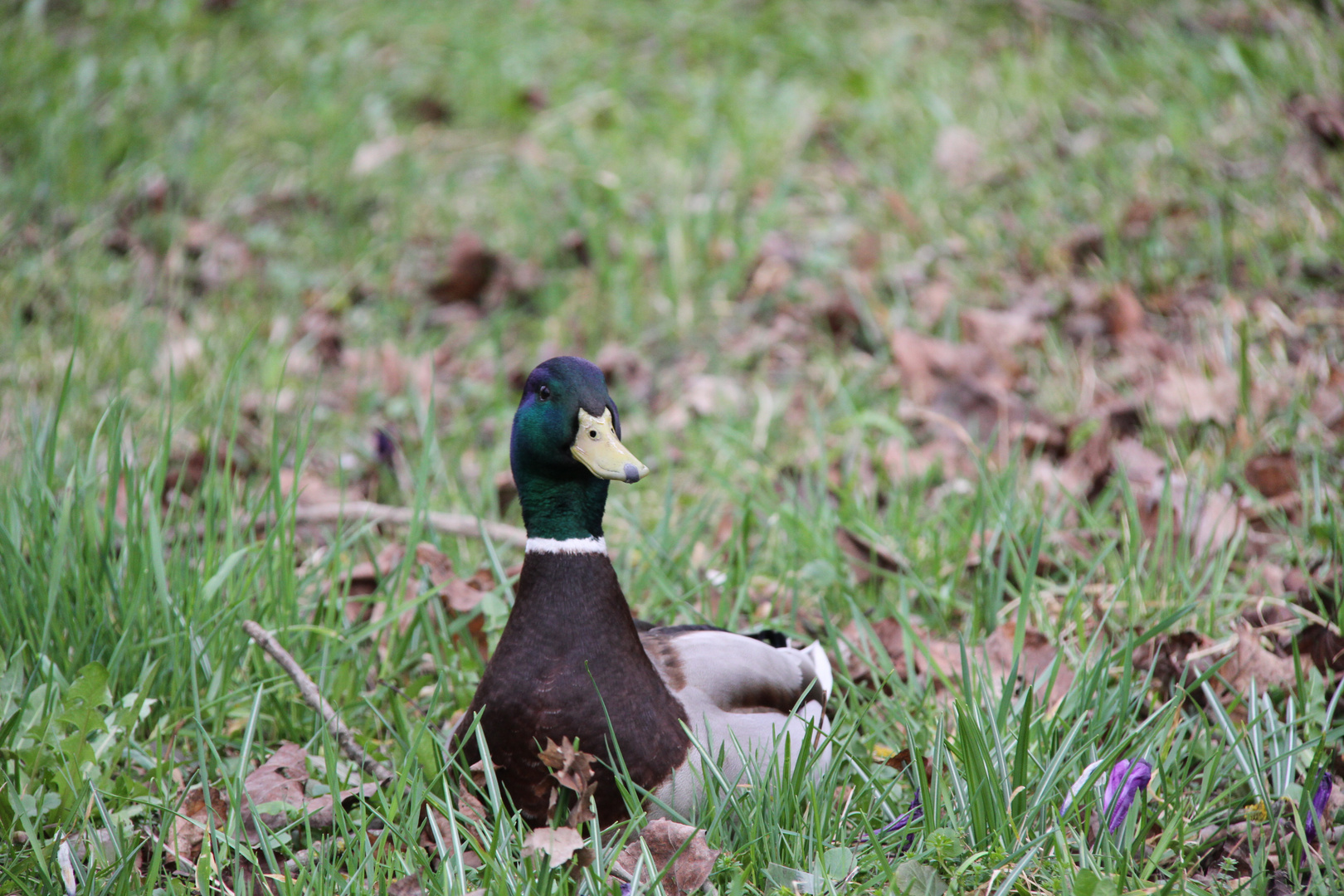 Ente im Stadtpark