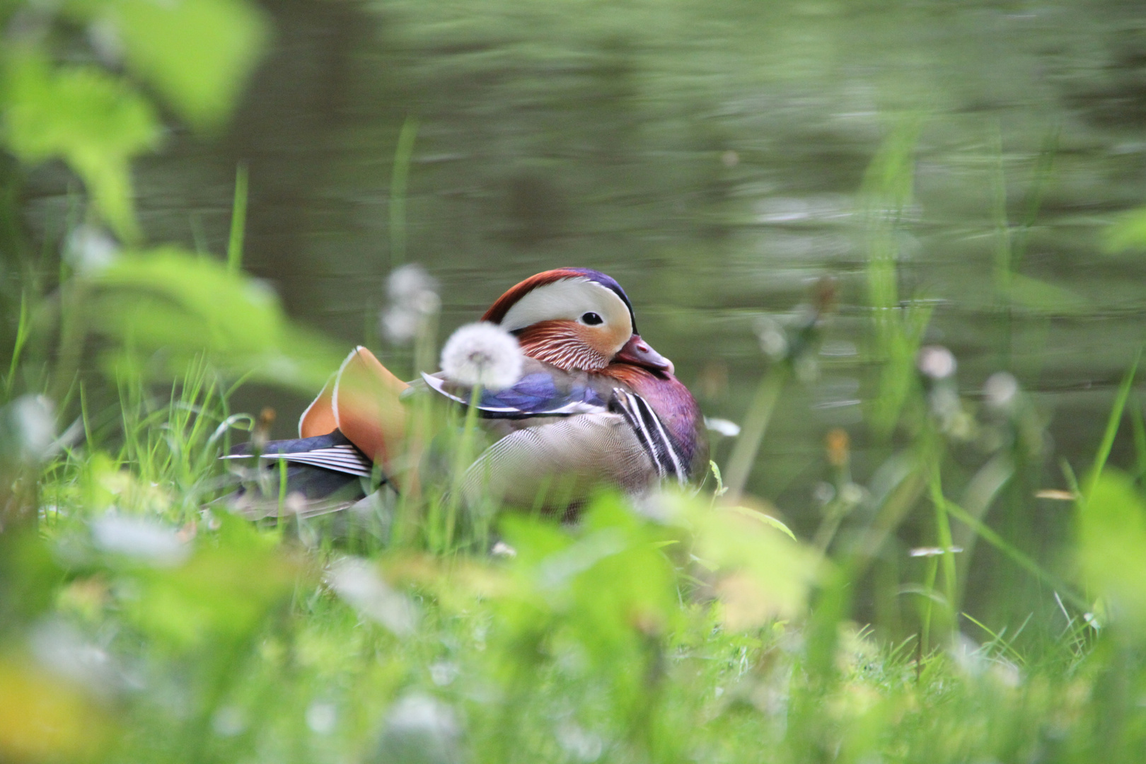 Ente im Stadtpark