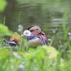 Ente im Stadtpark