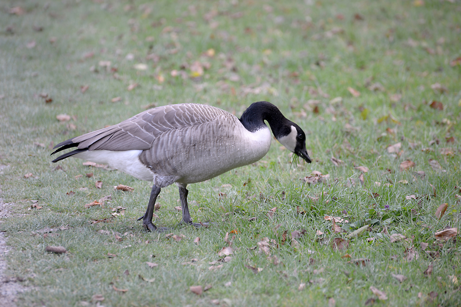 Ente im Stadtwald Köln