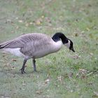 Ente im Stadtwald Köln