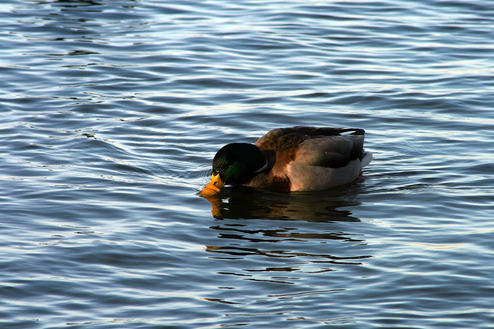 Ente im Steinhuder Meer #2