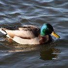 Ente im Steinhuder Meer