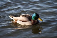 Ente im Steinhuder Meer