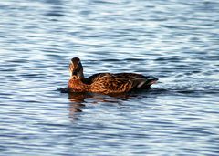 Ente im Steinhuder Meer #3