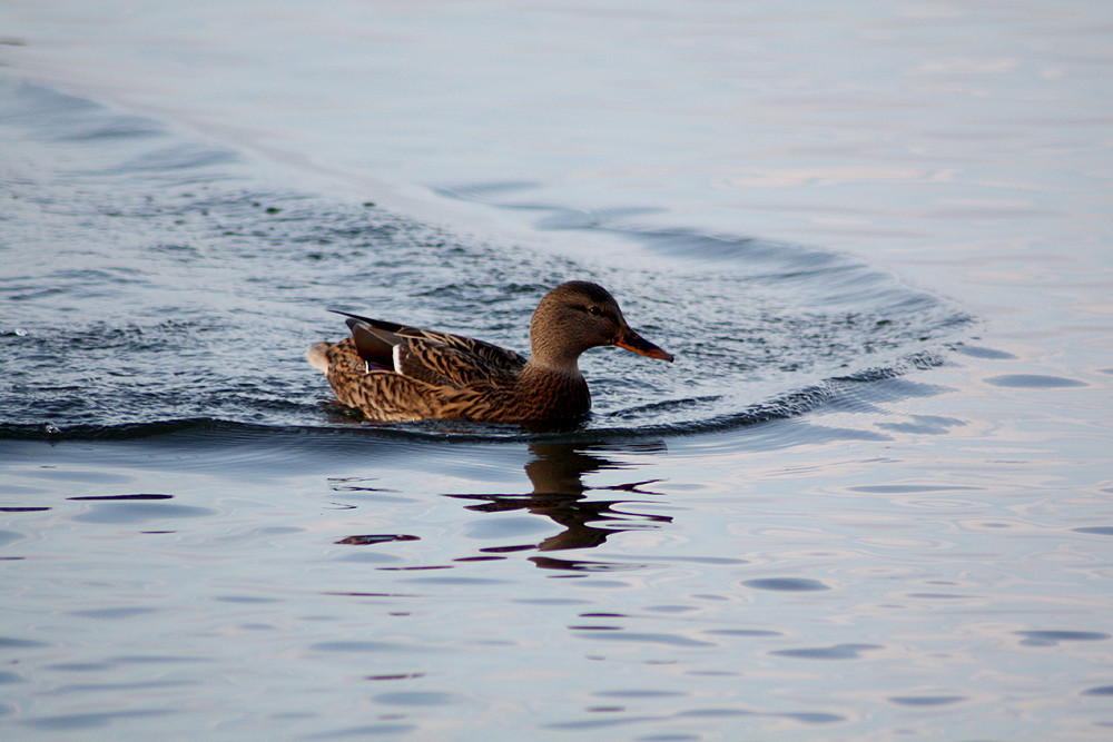 Ente im Steinhuder Meer