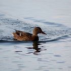 Ente im Steinhuder Meer