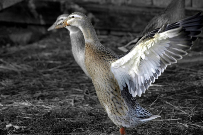 Ente im Streichelzoo