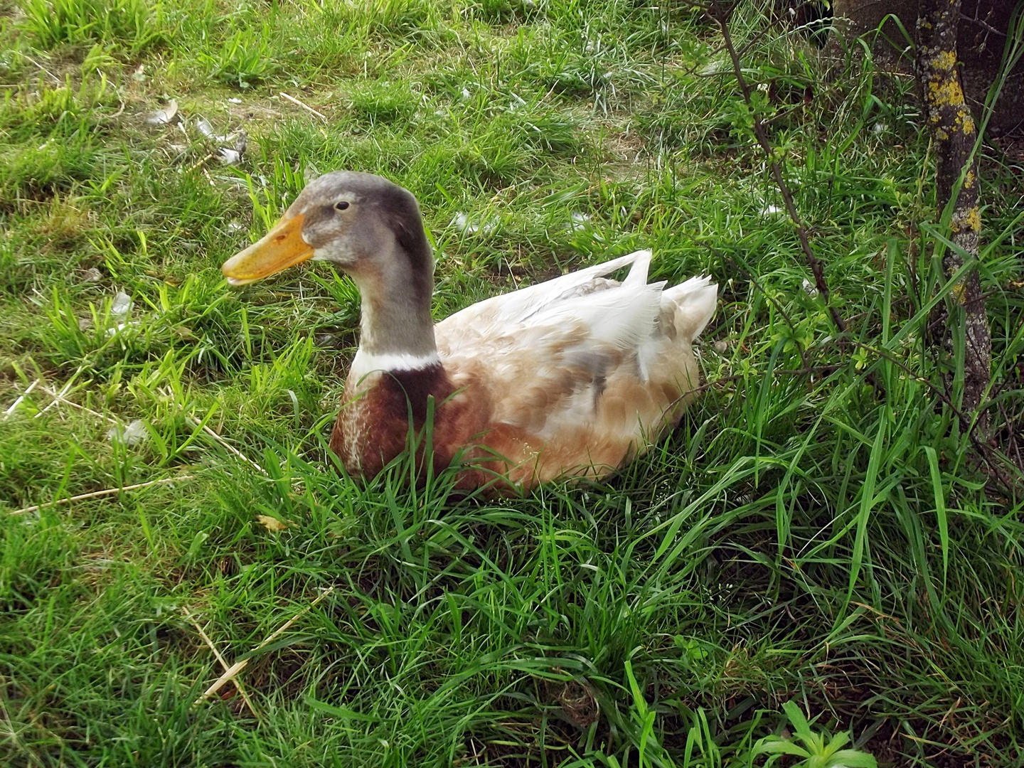 Ente im Streichelzoo Rülzheim