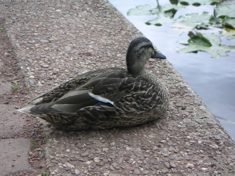 Ente im Südpark