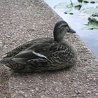 Ente im Südpark