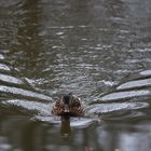 Ente im Teich