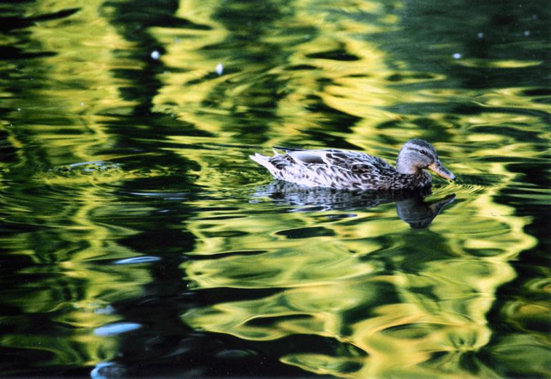 Ente im Teich