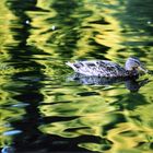 Ente im Teich