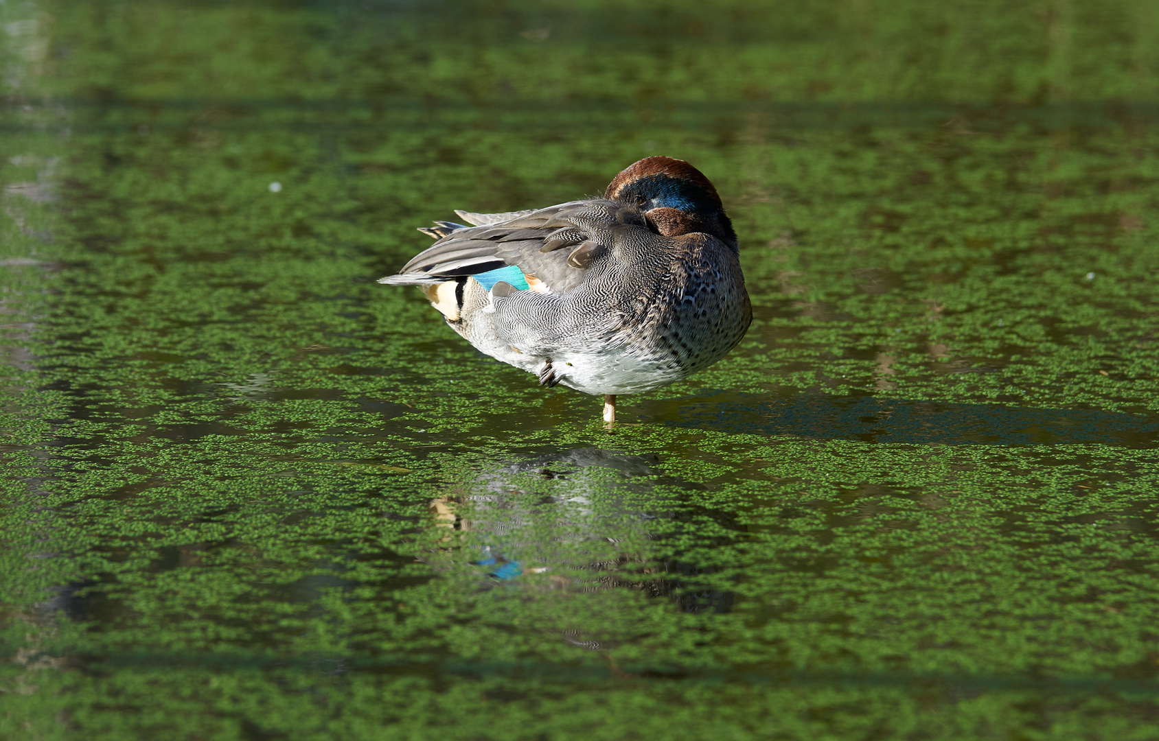 Ente im Teich