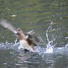 Ente im Teich