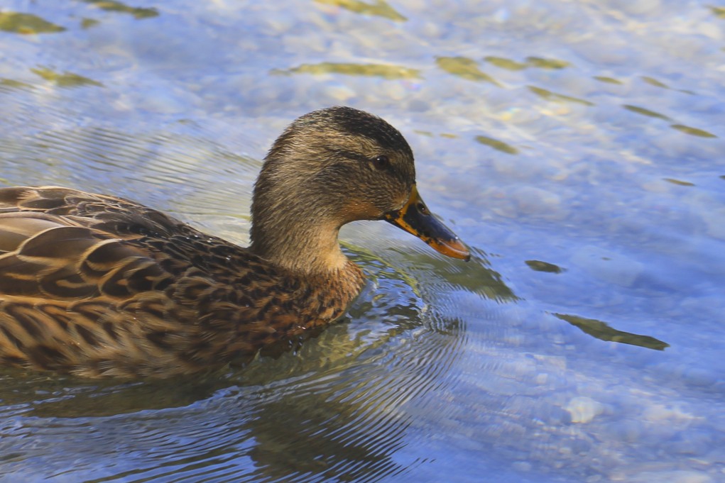 Ente im Teich