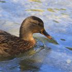 Ente im Teich