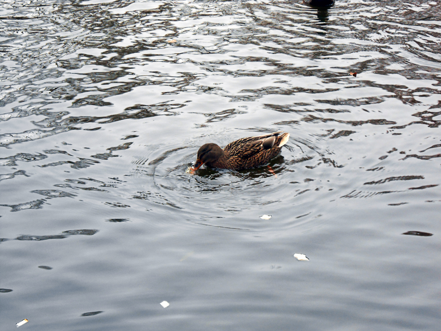 Ente im Teich