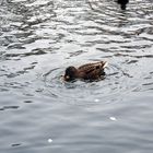 Ente im Teich