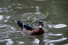 Ente im Teich