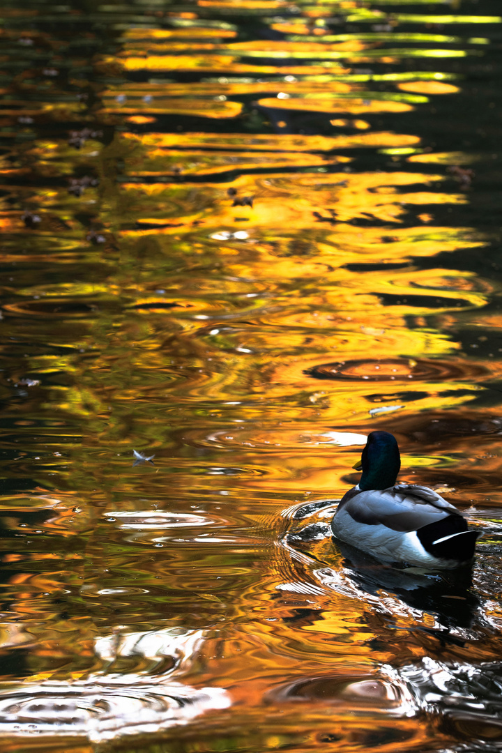 Ente im Teich