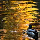 Ente im Teich