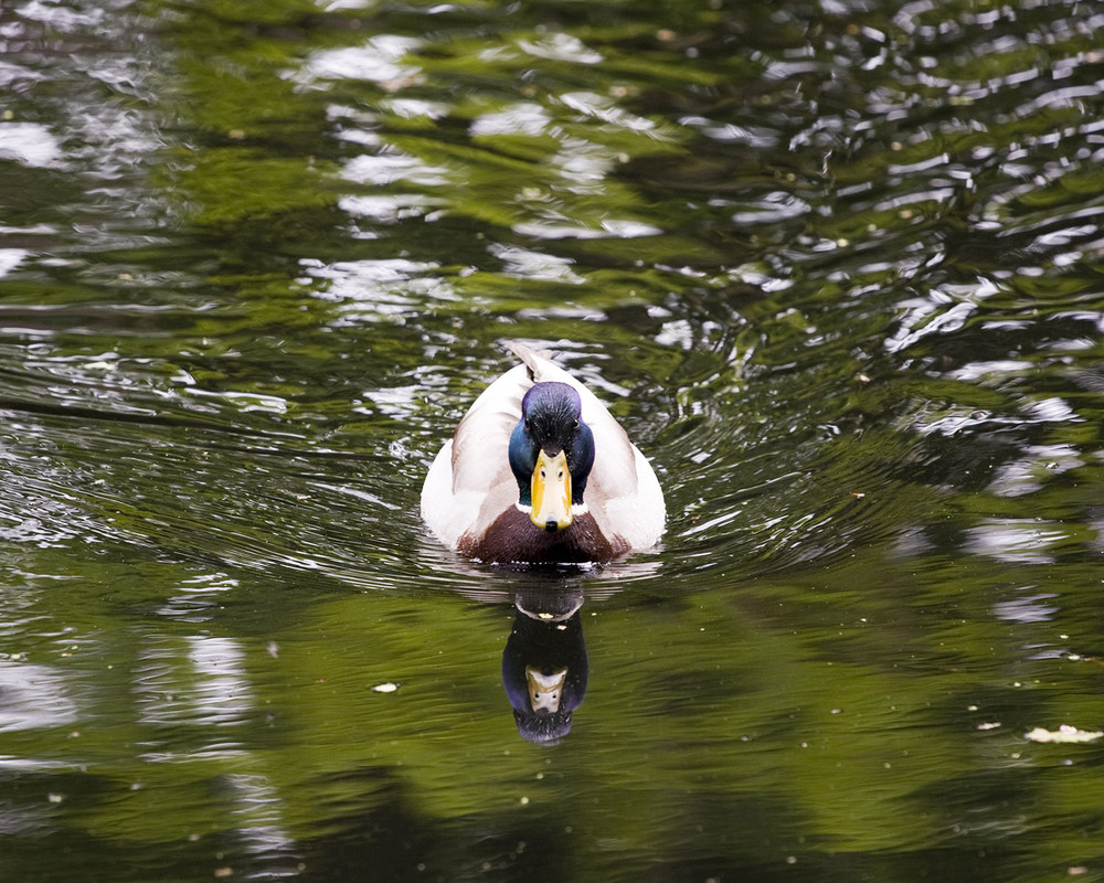 Ente im Teich