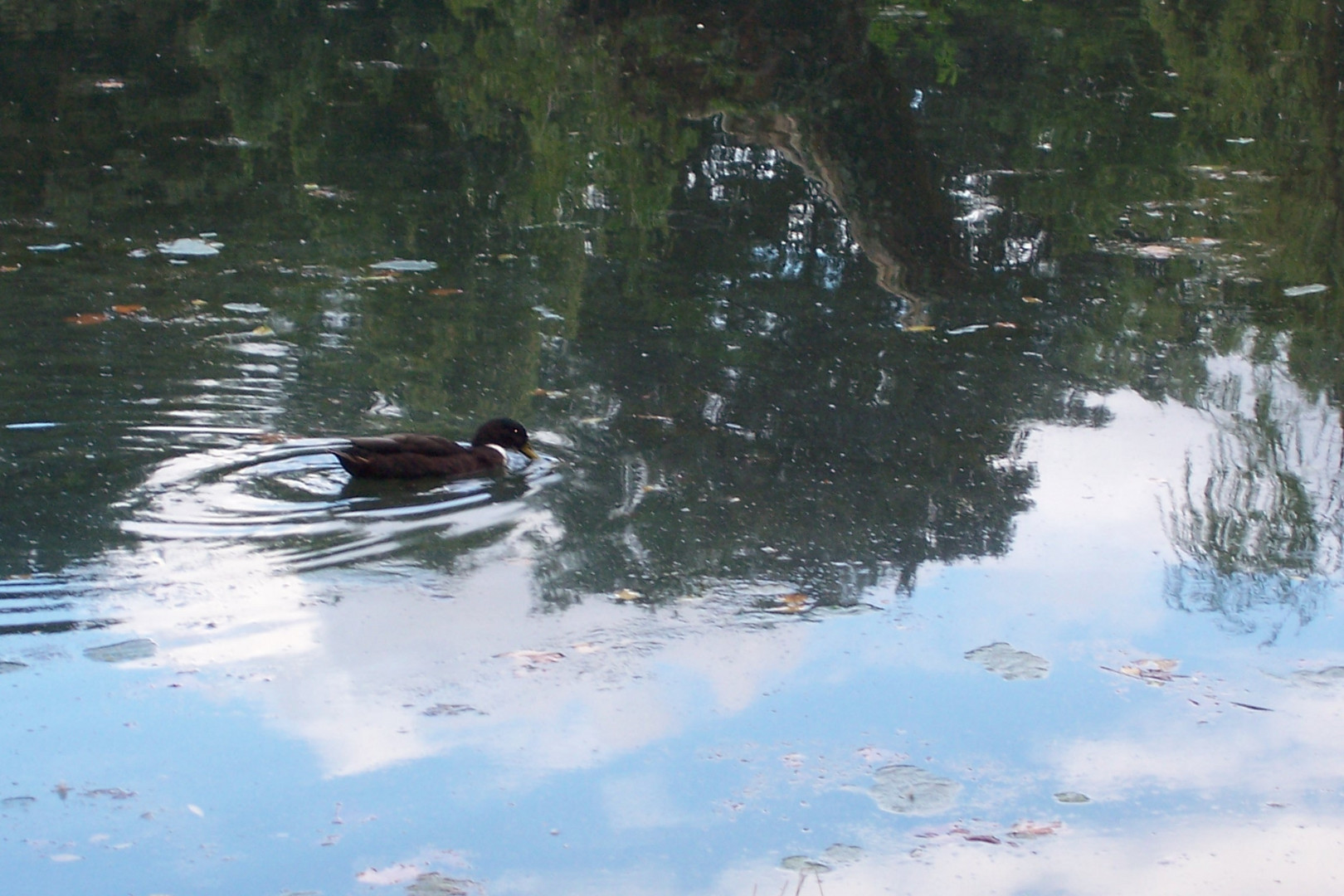 Ente im Teich