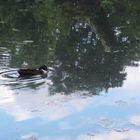 Ente im Teich