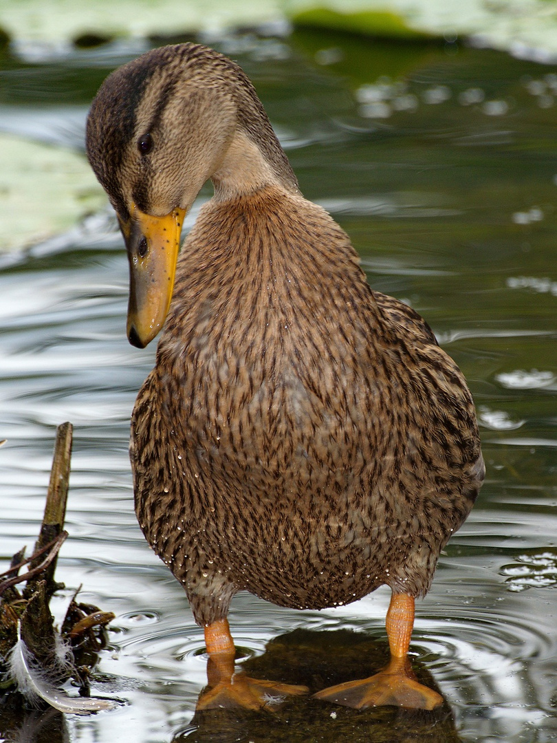 Ente im Teich