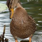 Ente im Teich