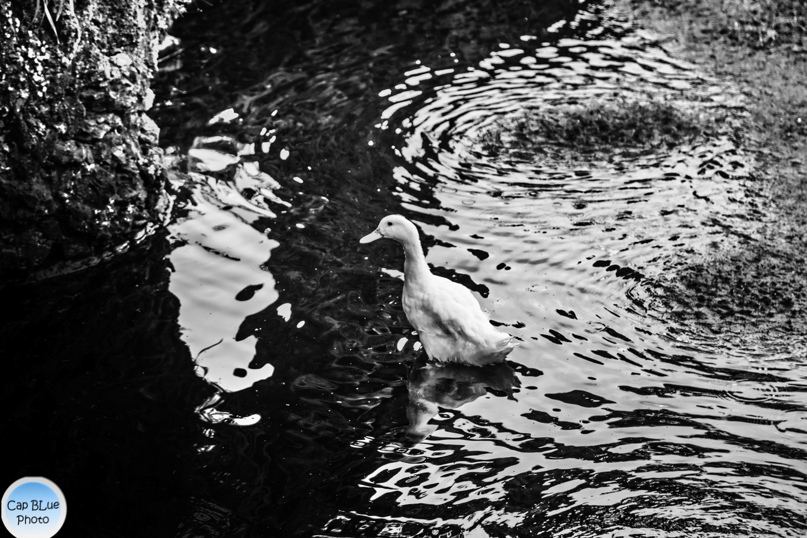 Ente im Teich des kleinen Parks nahe Convento de Sao Francisco