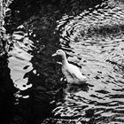 Ente im Teich des kleinen Parks nahe Convento de Sao Francisco