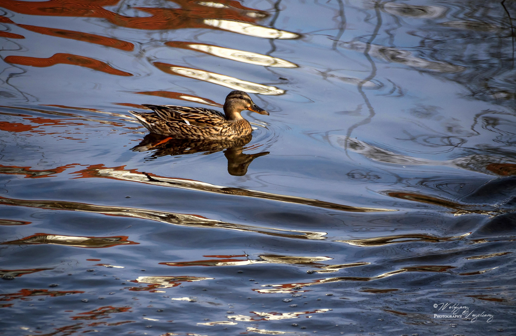 Ente im Teich