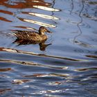 Ente im Teich