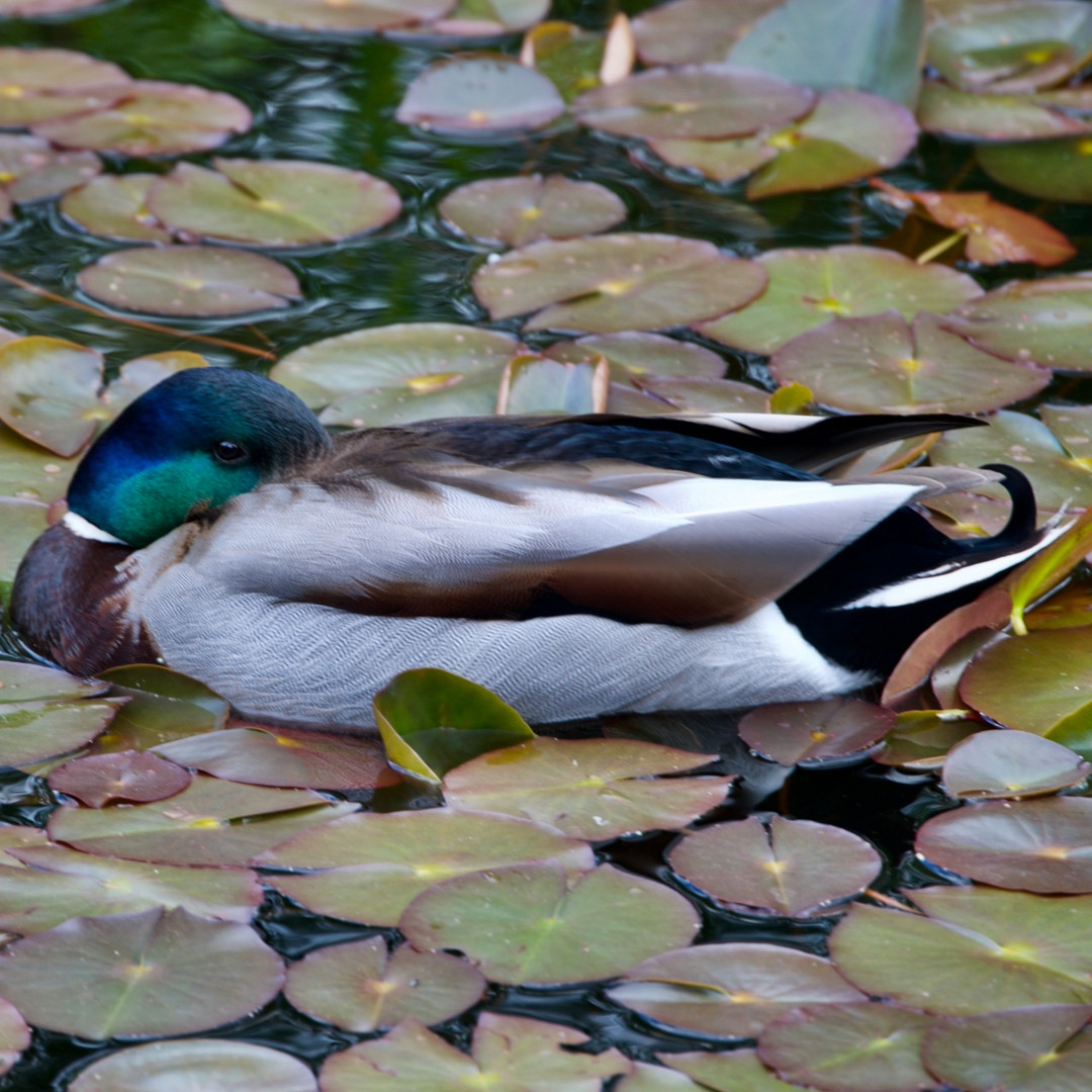 Ente im Teich von Planten und Blomen