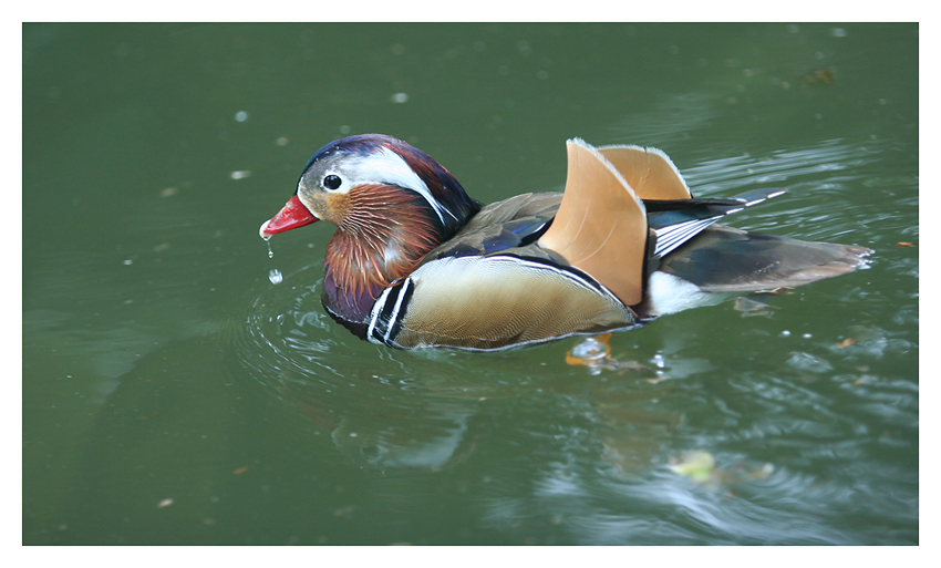 Ente im Terra Nostra Park