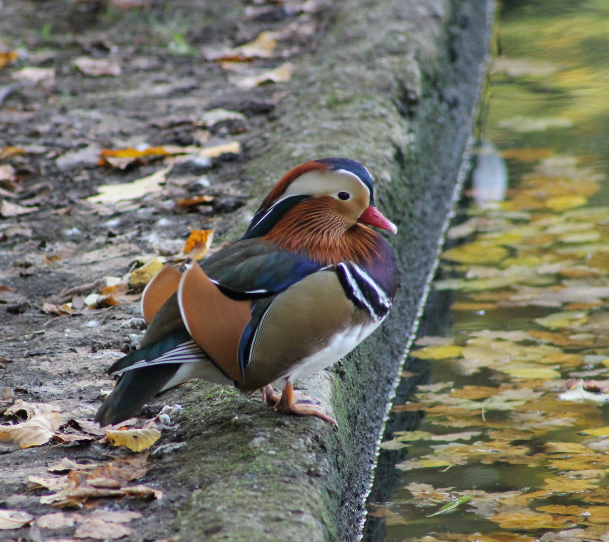 Ente im Tierpark