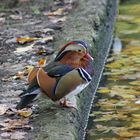 Ente im Tierpark