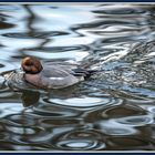 Ente im Tierpark 