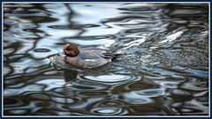 Ente im Tierpark 