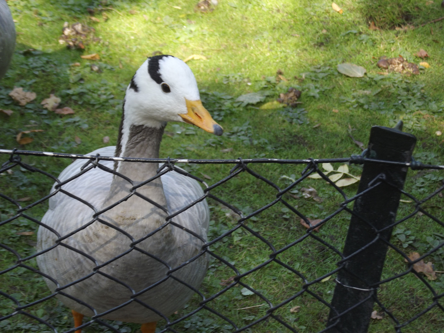 Ente im Tierpark Hagenbeck